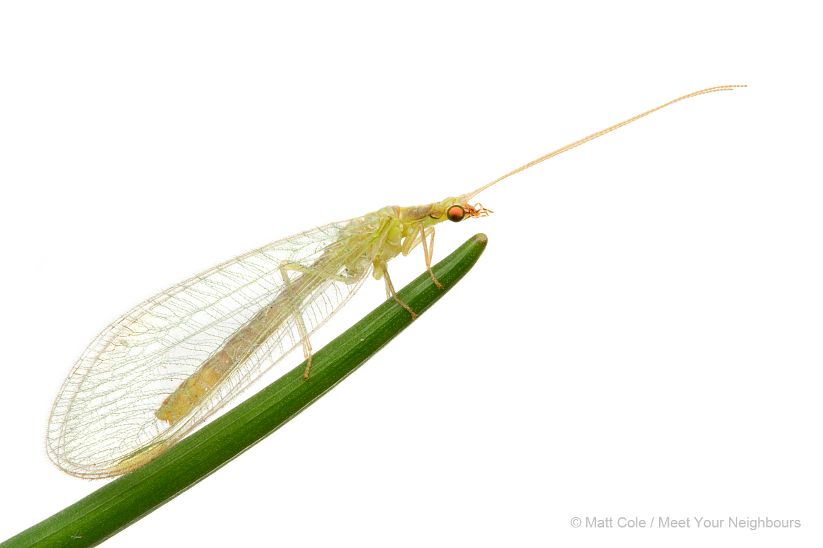 MYN Green Lacewing 1